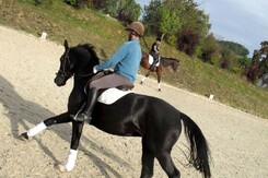 d.pincus-clinic-2012-minarik-dressage_16.jpg