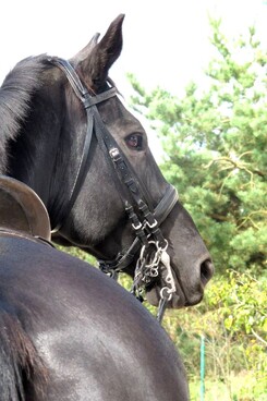 d.pincus-clinic-2012-minarik-dressage_25.jpg