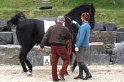 d.pincus-clinic-2012-minarik-dressage_36.jpg