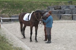 d.pincus-clinic-2012-minarik-dressage_37.jpg