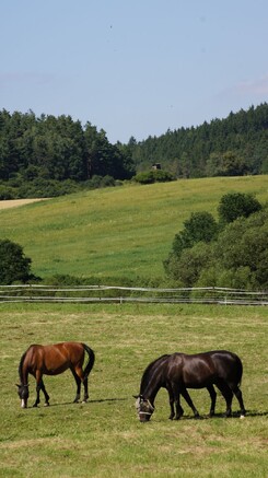 minarik-dressage-pastviny