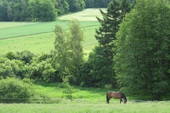 may_2012_minarik-dressage_07_1.jpg