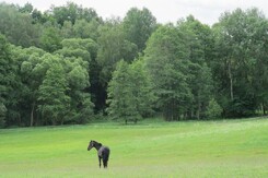 may_2012_minarik-dressage_08.jpg