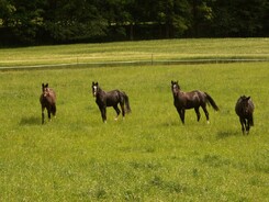 may_2012_minarik-dressage_12.jpg