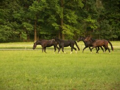 may_2012_minarik-dressage_16.jpg