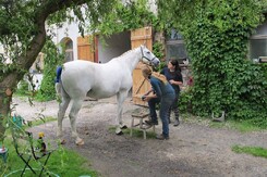 minarik-dressage-cerven2012.jpg