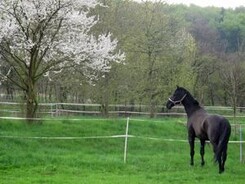 minarik-dressage-jaro2013_10.jpg