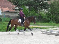 minarik-dressage-jaro2013_19.jpg