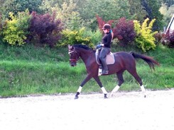 minarik-dressage-june-2013_02.jpg