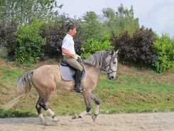 minarik-dressage.2014_17.jpg