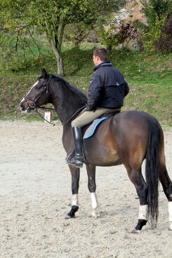 minarik-dressage10t.levitan-clinic_1.jpg