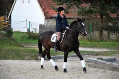 minarik-dressage1t.levitan-clinic.jpg