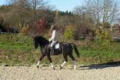 minarik-dressage7t.levitan-clinic.jpg