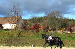 minarik-dressage9t.levitan-clinic.jpg