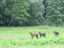 riding-school-minarik-dressage.2016_15.jpg