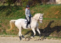 tamir-levitan-clinic-minarik-dressage.jpg