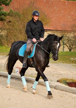 tamir-levitan-clinic-minarik-dressage_02.jpg