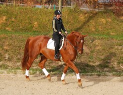 tamir-levitan-clinic-minarik-dressage_11.jpg