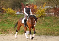 tamir-levitan-clinic-minarik-dressage_14.jpg