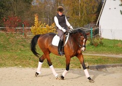 tamir-levitan-clinic-minarik-dressage_15.jpg