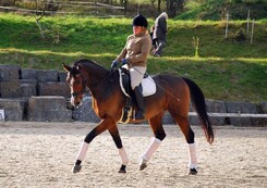 tamir-levitan-clinic-minarik-dressage_30.jpg