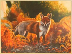 fox fox