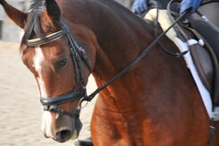 d.pincus-clinic-minarik-dressage-k.bartova-f.minarik_07.jpg