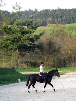 minarik-dressage-jaro2013_09.jpg