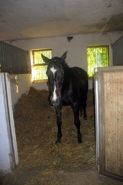 minarik-dressage-june-2013_10.jpg